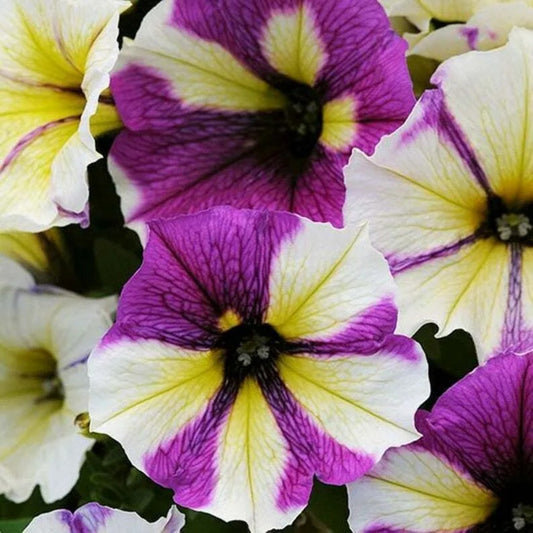 50 Yellow Purple White Petunia Flower Flowers Annual Perennial Seeds | www.seedsplantworld.com