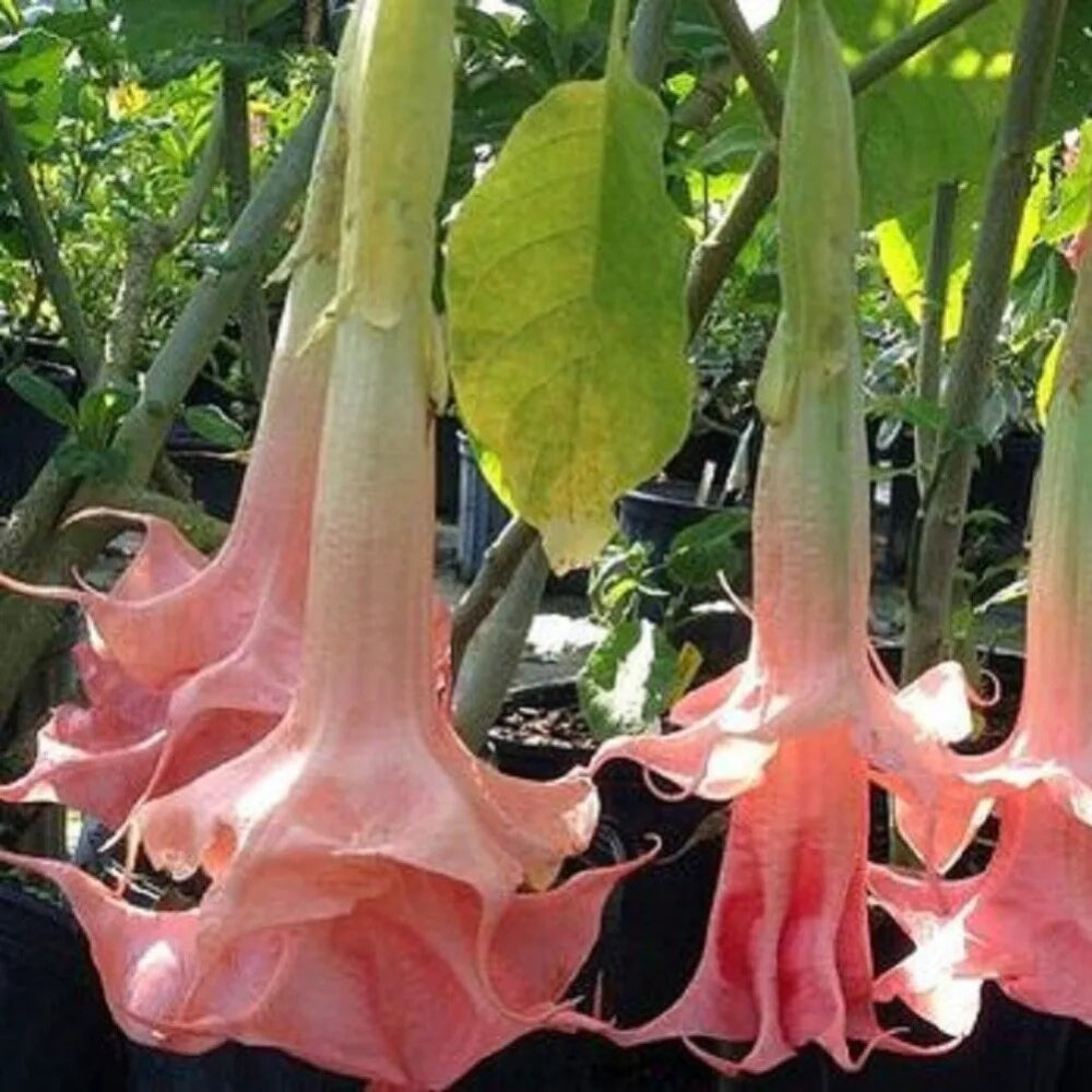 10 Perfect Pink Angel Trumpet Flowers Flower Brugmansia Datura Perennial Seeds | www.seedsplantworld.com