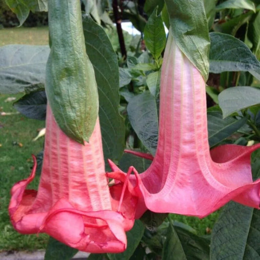 10 Red Prince Angel Trumpet Flowers Flower Brugmansia Datura Perennial Seeds | www.seedsplantworld.com