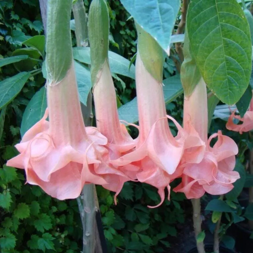 10 Salmon Perfect Angel Trumpet Flowers Flower Brugmansia Datura Perennial Seeds | www.seedsplantworld.com