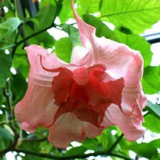 10 Sommer Belle Angel Trumpet Flowers Flower Brugmansia Datura Perennial Seeds | www.seedsplantworld.com