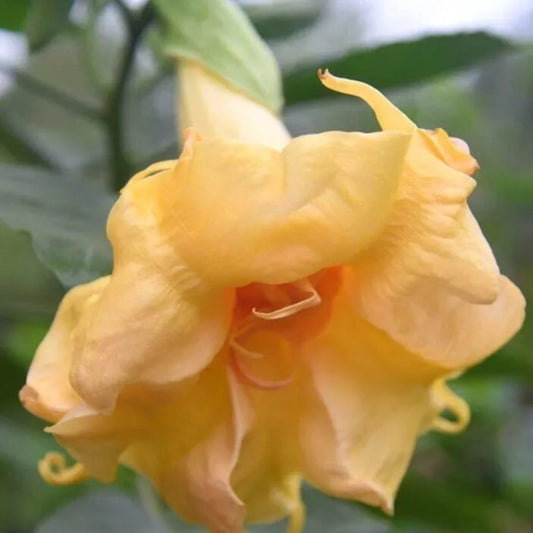 10 Strawberry Milk Angel Trumpet Flowers Flower Brugmansia Datura Perennial Seeds | www.seedsplantworld.com