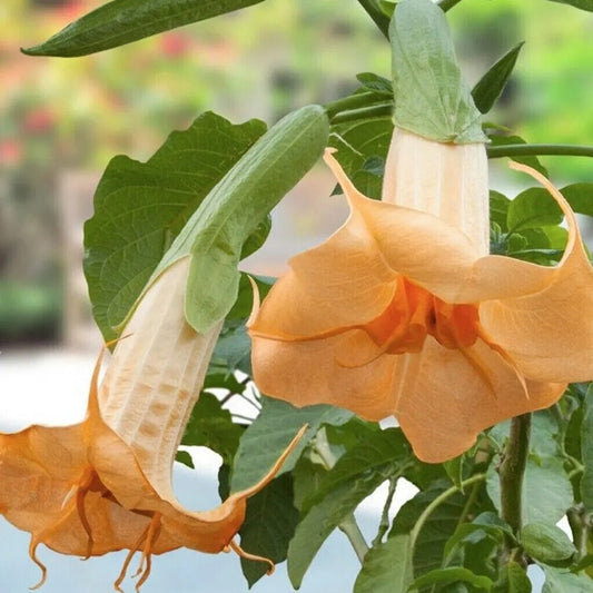 10 Suaveolens Angel Trumpet Flowers Flower Brugmansia Datura Perennial Seeds | www.seedsplantworld.com