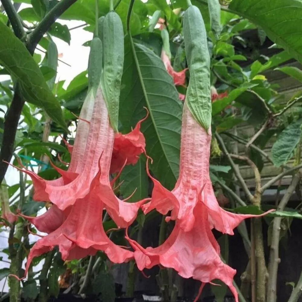 10 Summer Rose Angel Trumpet Flowers Flower Brugmansia Datura Perennial Seeds | www.seedsplantworld.com