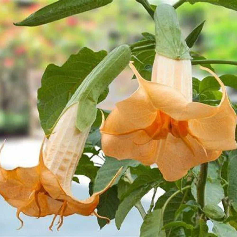 10 Sunshine Angel Trumpet Flowers Flower Brugmansia Datura Perennial Seeds | www.seedsplantworld.com