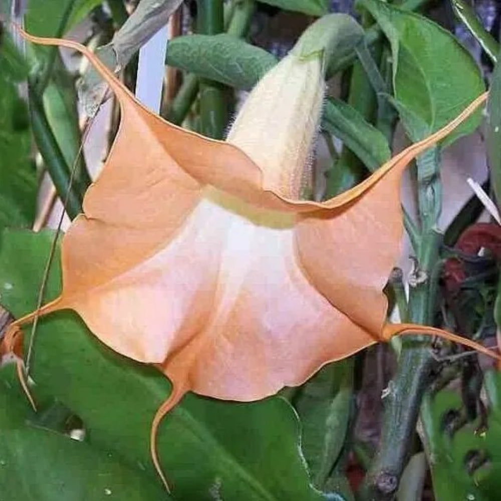 10 Tangerine Twist Angel Trumpet Flowers Flower Brugmansia Datura Perennial Seeds | www.seedsplantworld.com