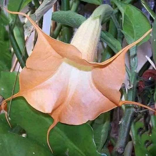 10 Tangerine Twist Angel Trumpet Flowers Flower Brugmansia Datura Perennial Seeds | www.seedsplantworld.com