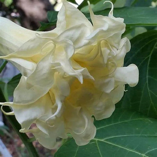 10 Triple Cream Angel Trumpet Flowers Flower Brugmansia Datura Perennial Seeds | www.seedsplantworld.com