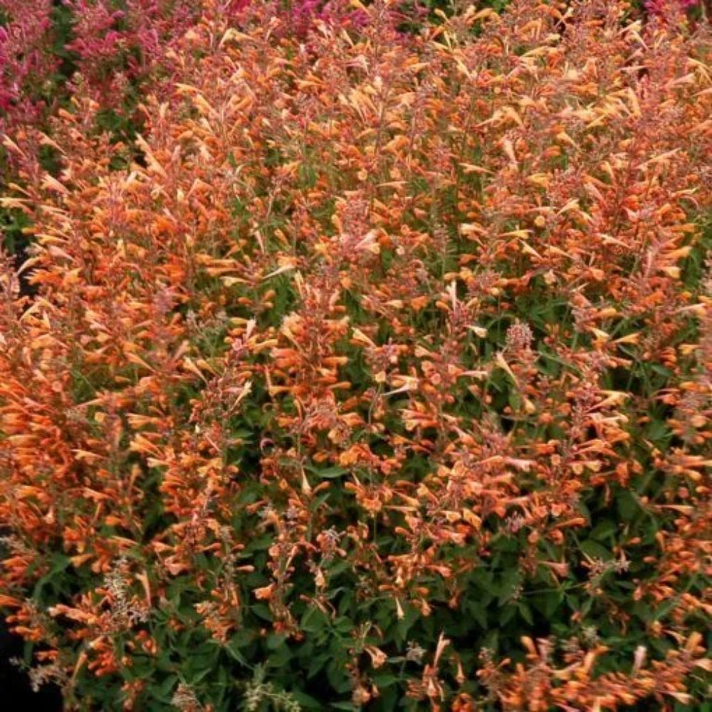 100 Orange Hyssop Agastache Flower Flowers Perennial Seeds | www.seedsplantworld.com