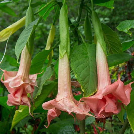 10 Triple Pink Angel Trumpet Flowers Flower Brugmansia Datura Perennial Seeds | www.seedsplantworld.com