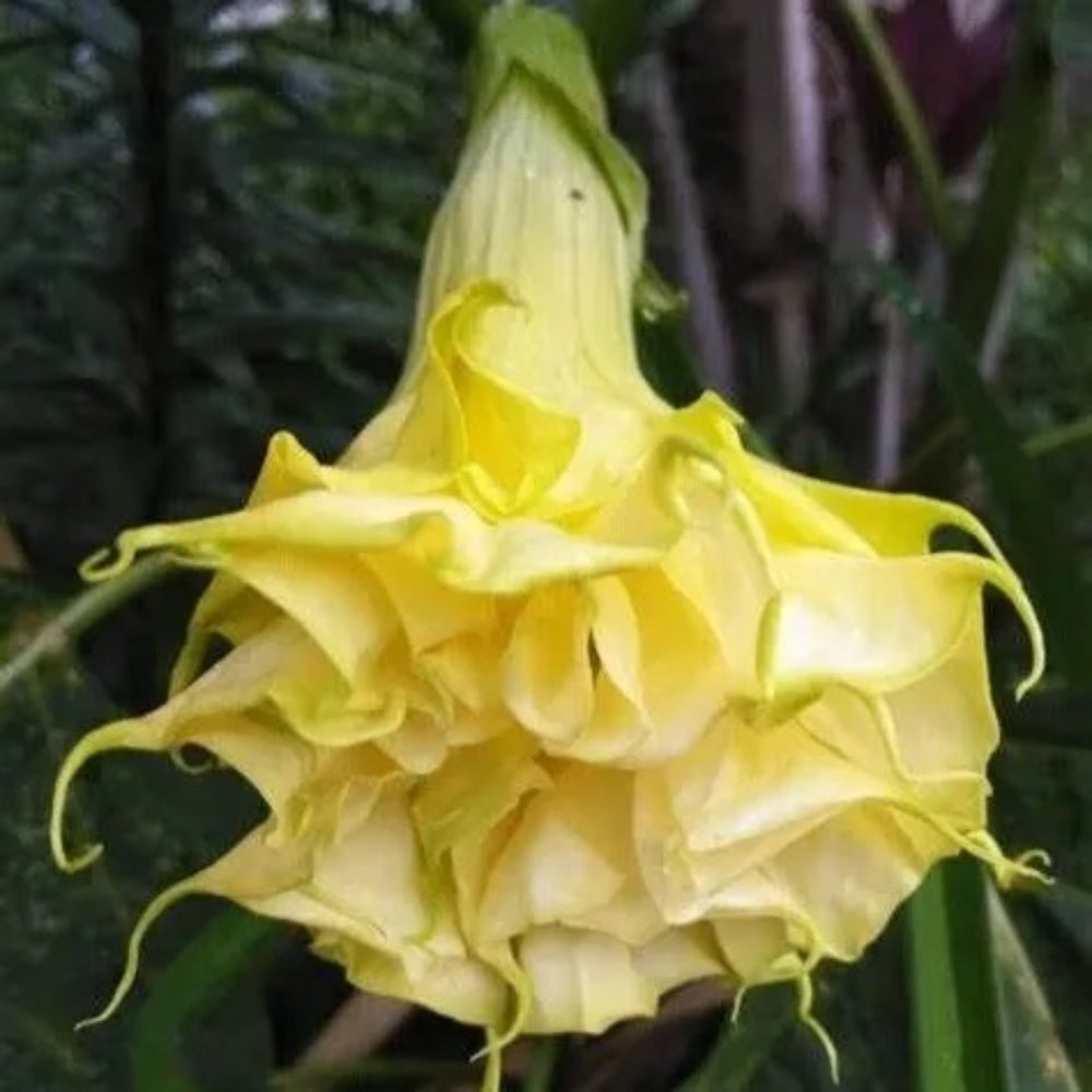 10 Triple Yellow Angel Trumpet Flowers Flower Brugmansia Datura Perennial Seeds | www.seedsplantworld.com