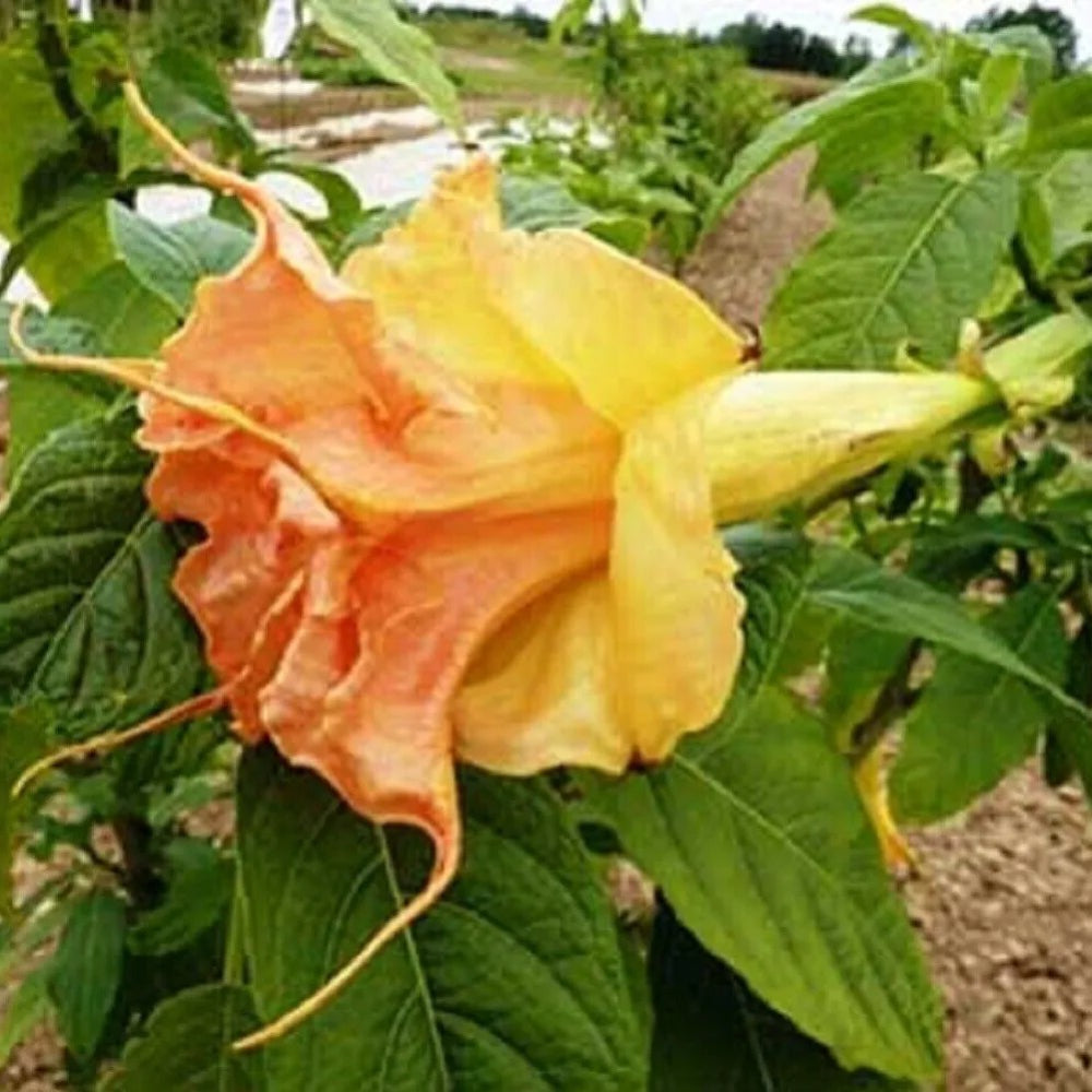 10 Tsunami Angel Trumpet Flowers Flower Brugmansia Datura Perennial Seeds | www.seedsplantworld.com