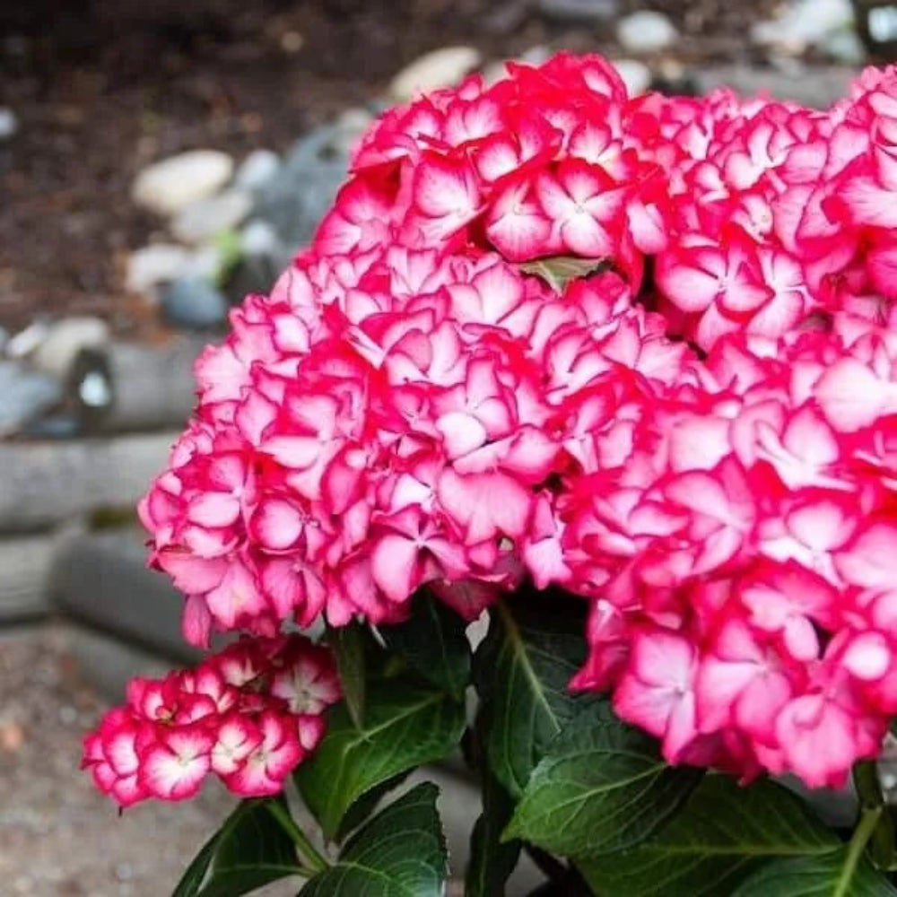 5 Red White Hydrangea Garden Shrub Bloom Flower Bush Perennial Seeds | www.seedsplantworld.com