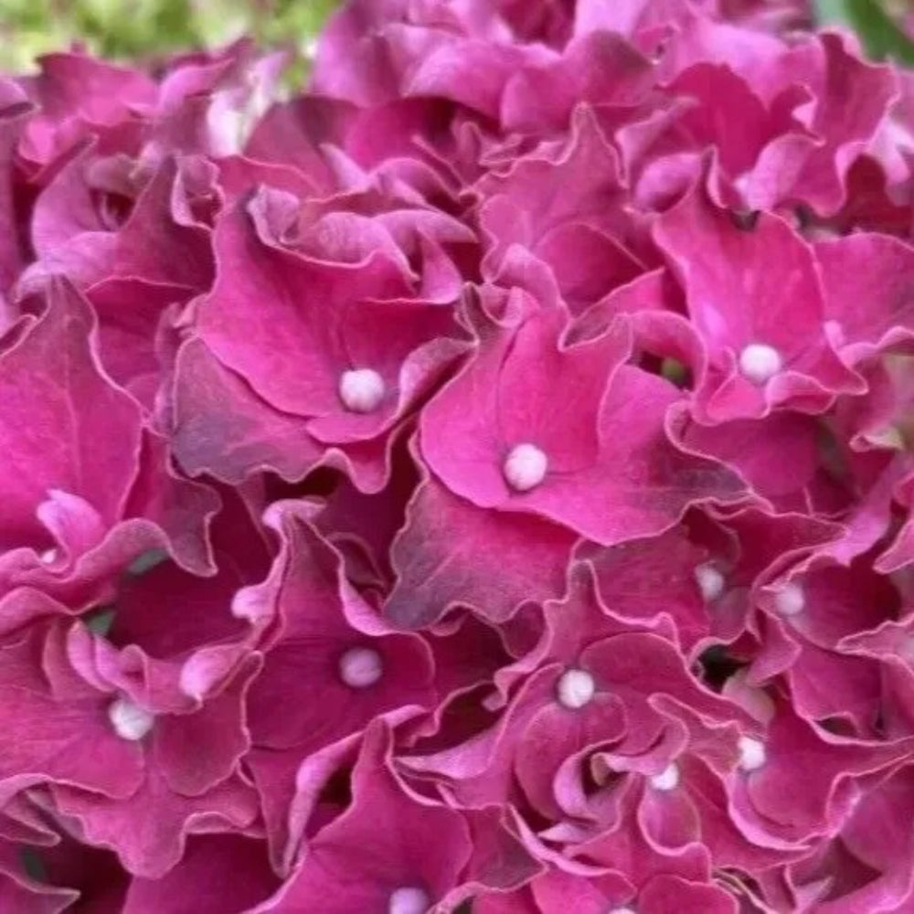 5 Rouge Hydrangea Garden Hardy Shrub Bloom Flower Bush Perennial Seeds | www.seedsplantworld.com