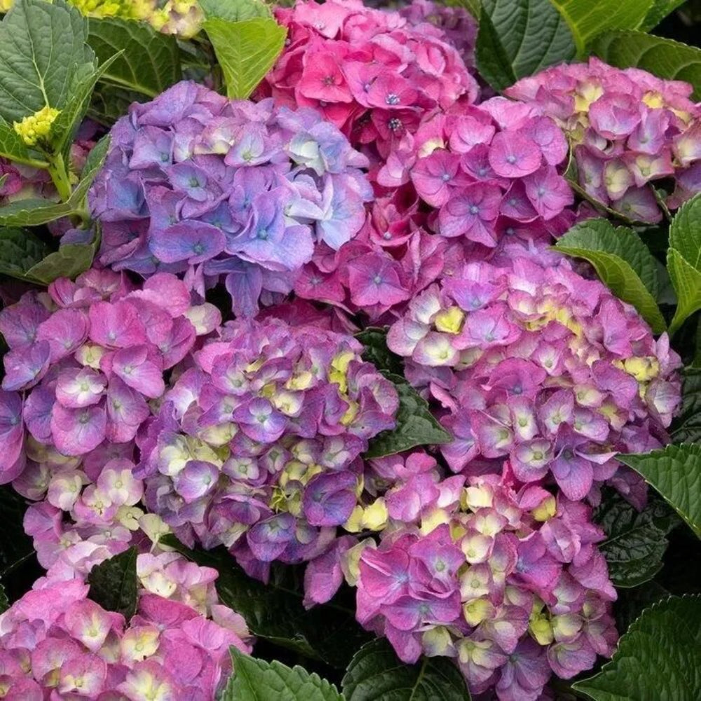 5 Seaside Serenade Hydrangea Garden Hardy Shrub Flower Perennial Seeds | www.seedsplantworld.com