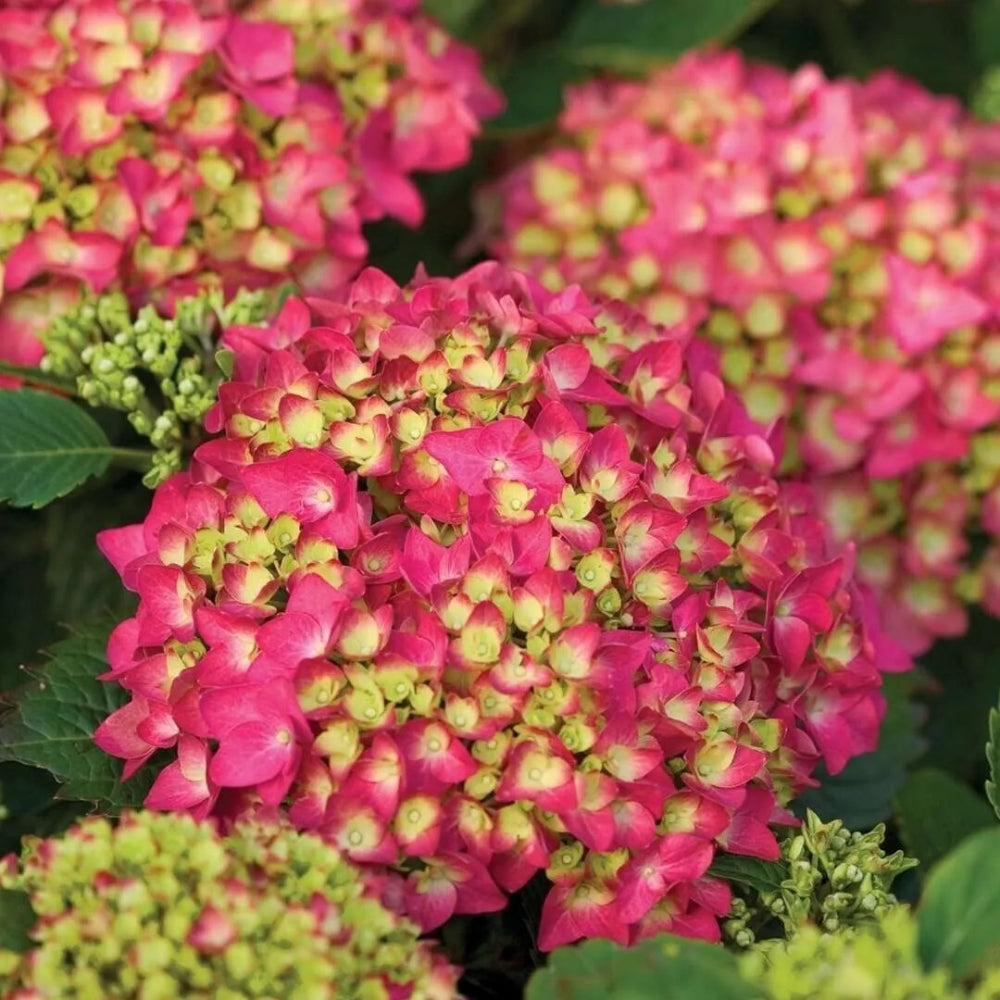 5 Pink Shira Hydrangea Garden Hardy Shrub BushFlower Perennial Seeds | www.seedsplantworld.com