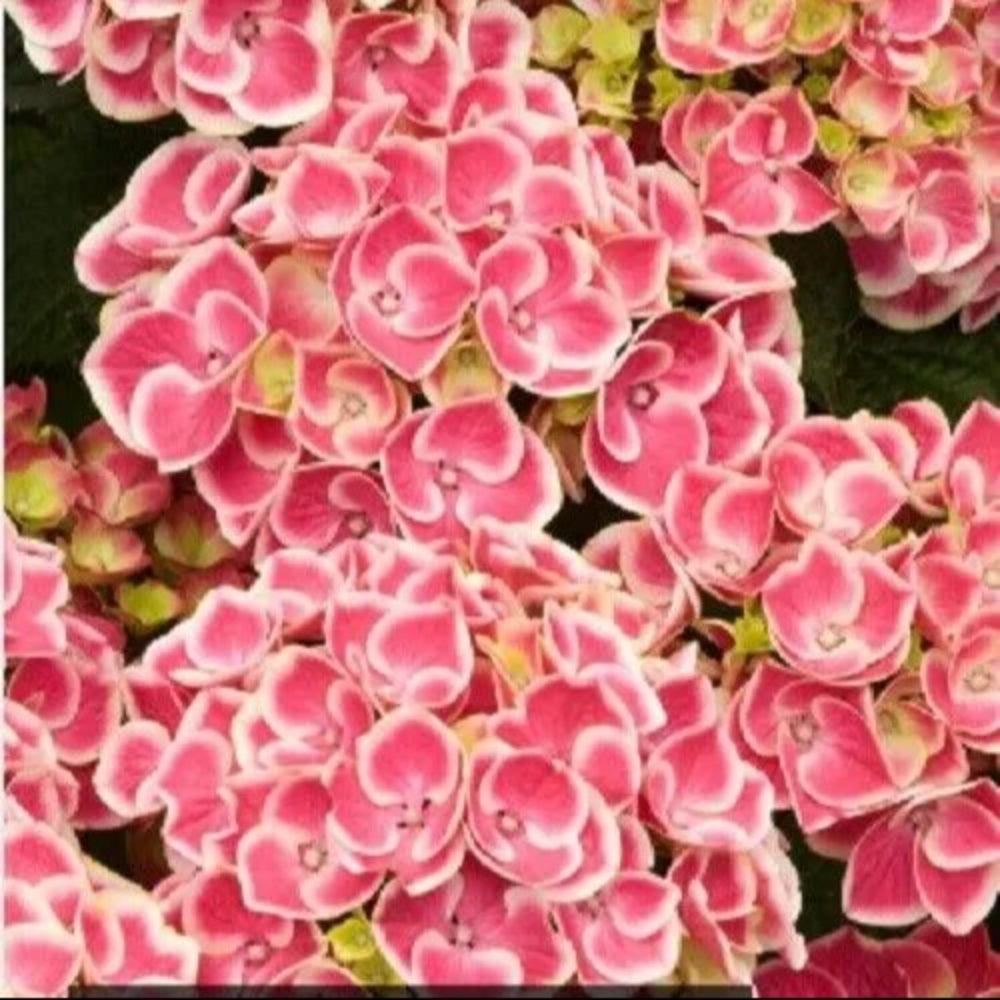 5 Pink White Hydrangea Garden Hardy Shrub Bush Flower Perennial Seeds | www.seedsplantworld.com