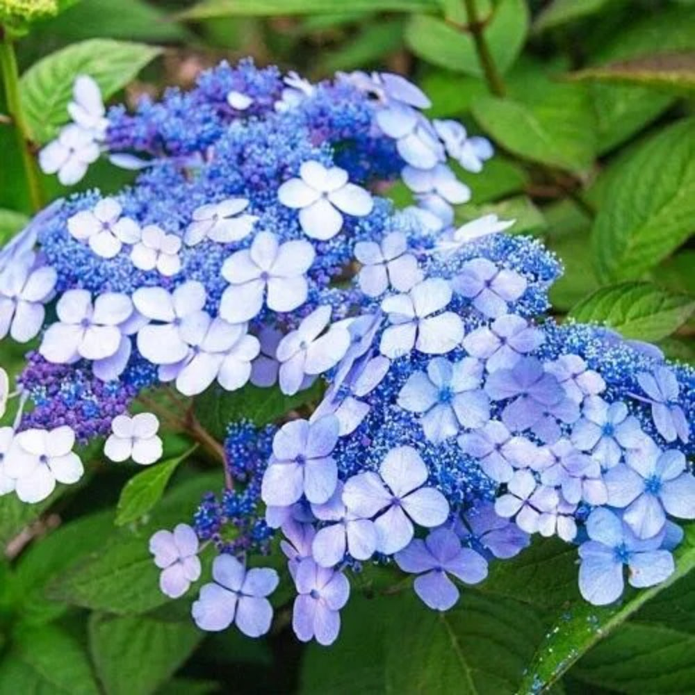 5 Sweet N Salsa Hydrangea Garden Hardy Shrub Flower Perennial Seeds | www.seedsplantworld.com