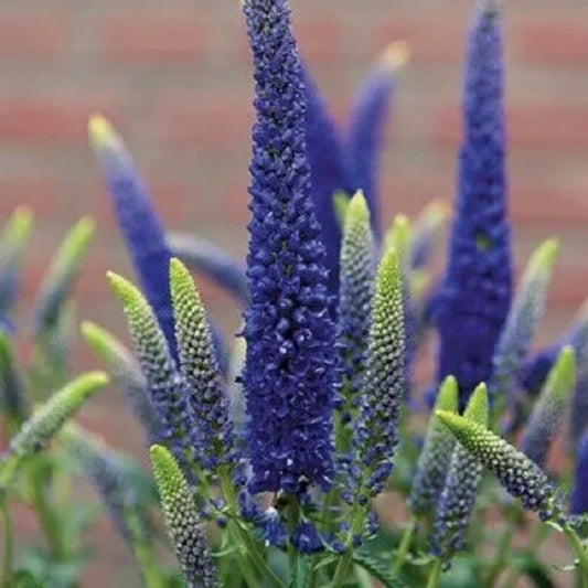 100 Blue Veronica Speedwell Royal Candle Flowers Perennial Seeds | www.seedsplantworld.com