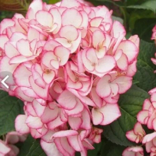 5 Tellers Blue Hydrangea Garden Hardy Shrub Flower Perennial Seeds | www.seedsplantworld.com