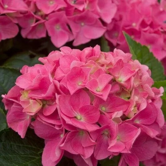 5 Vienna Pink Hydrangea Garden Hardy Shrub Bush Flower Perennial Seeds | www.seedsplantworld.com