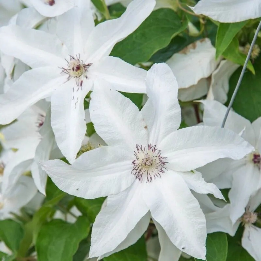 25 Beautiful Bride Pink Clematis Climbing Plumeria Perennial Seeds | www.seedsplantworld.com