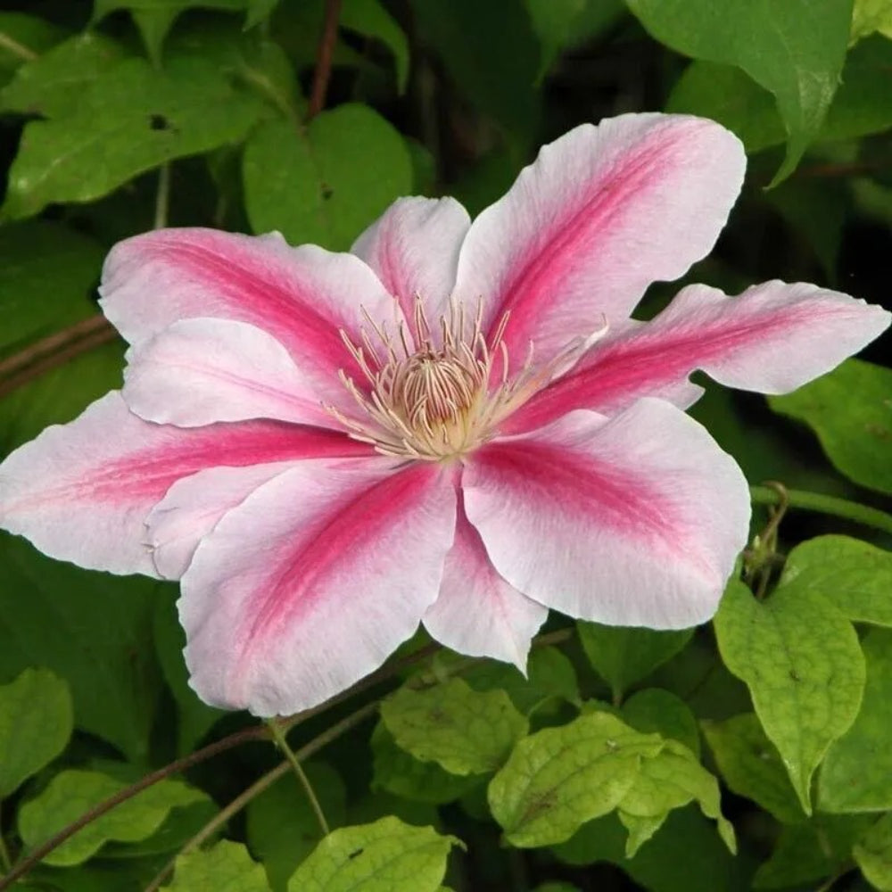 25 Bee's Jubilee Pink Clematis Climbing Plumeria Perennial Seeds | www.seedsplantworld.com