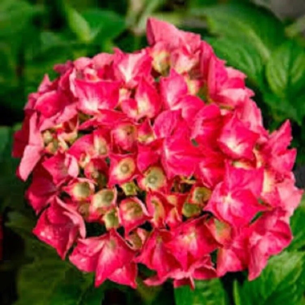 5 Red Star Hydrangea Garden Hardy Shrub Bush Flower Perennial Seeds | www.seedsplantworld.com