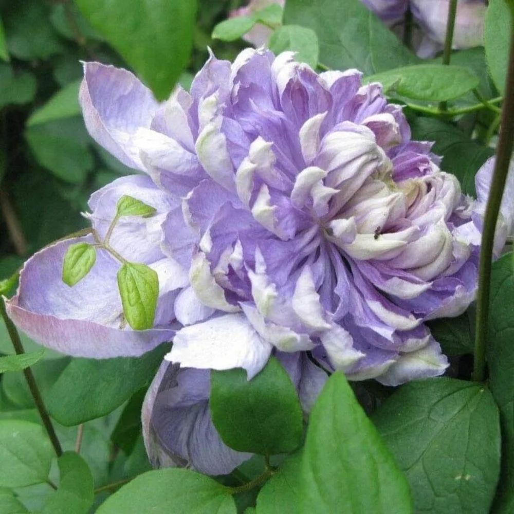 25 Blue Lights Pink Clematis Climbing Plumeria Perennial Seeds | www.seedsplantworld.com