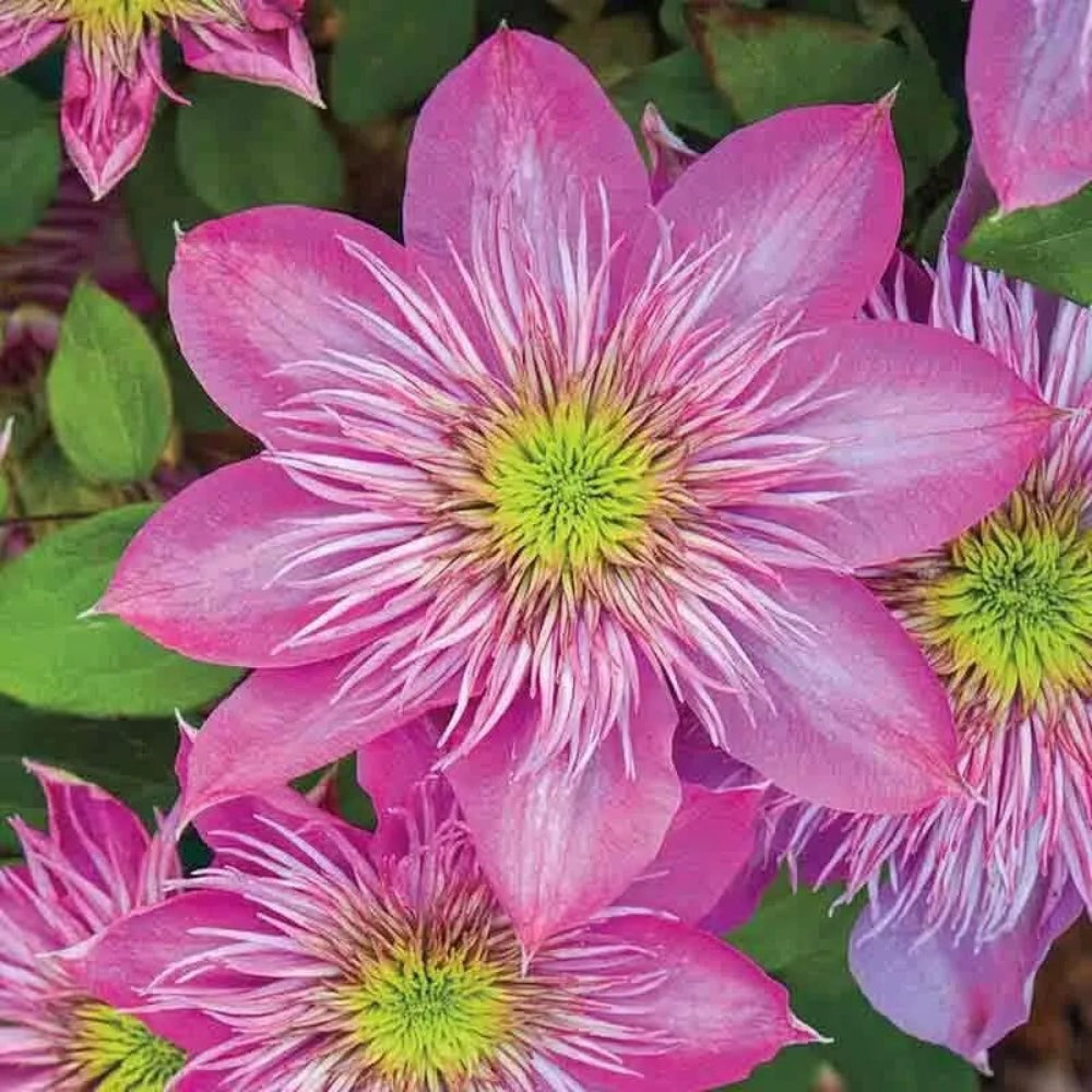 25 Blushing Bridesmaid Clematis Climbing Plumeria Perennial Seeds | www.seedsplantworld.com