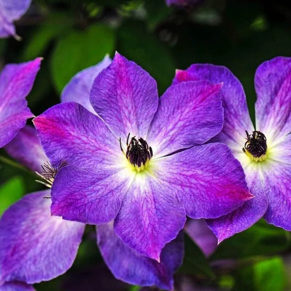 25 Cloudburst Clematis Climbing Plumeria Bloom Perennial Seeds | www.seedsplantworld.com