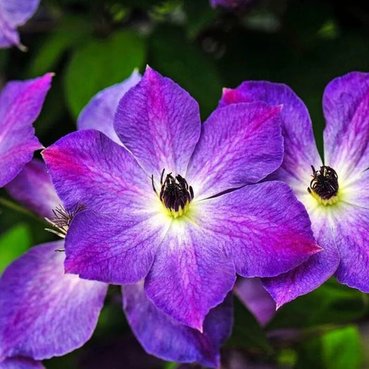 25 Cloudburst Clematis Climbing Plumeria Bloom Perennial Seeds | www.seedsplantworld.com