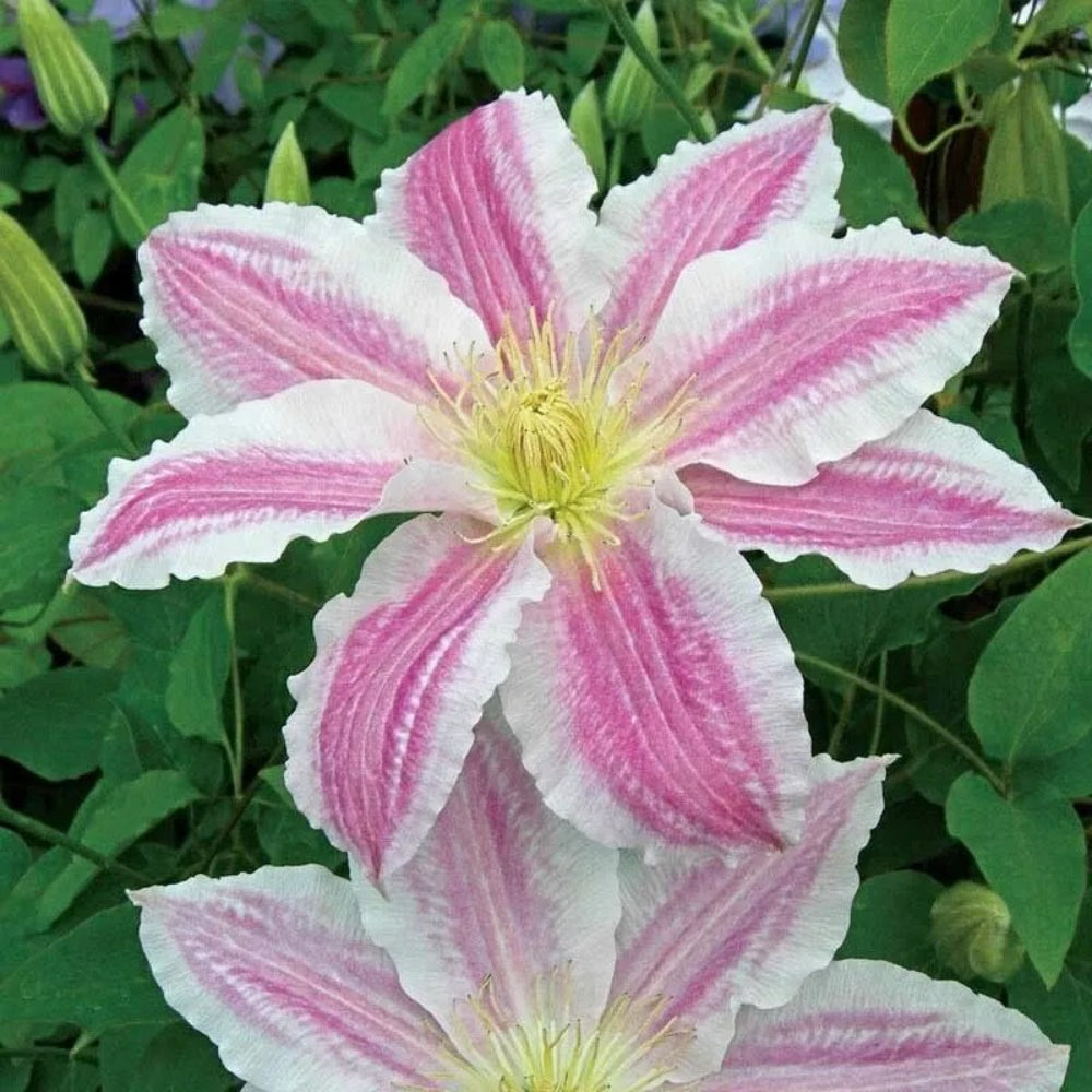 25 Cotton Candy Clematis Climbing Plumeria Bloom Perennial Seeds | www.seedsplantworld.com