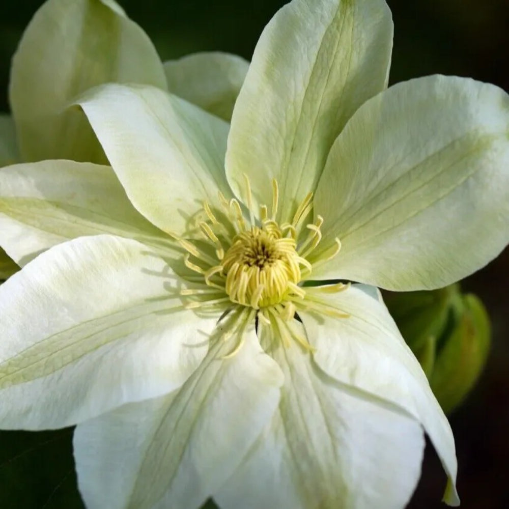 25 Cream Clematis Climbing Plumeria Bloom Perennial Seeds | www.seedsplantworld.com