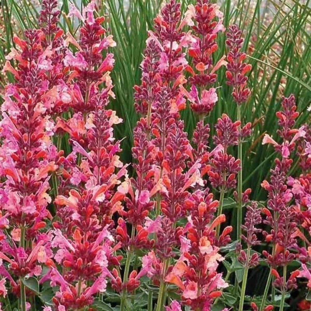 100 Coral Hyssop Agastache Flower Flowers Perennial Seeds | www.seedsplantworld.com