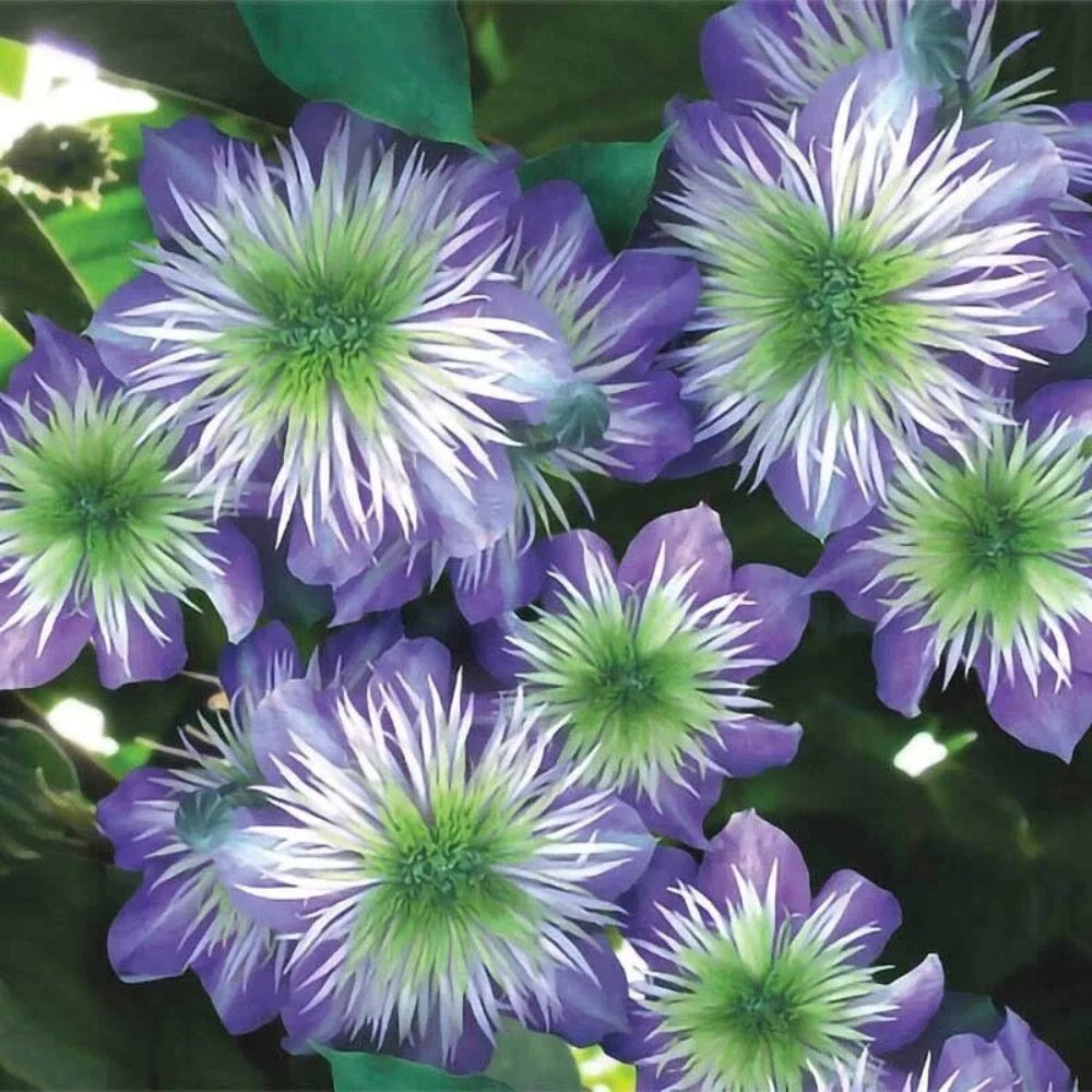 25 Crystal Fountai Clematis Climbing Plumeria Bloom Perennial Seeds | www.seedsplantworld.com