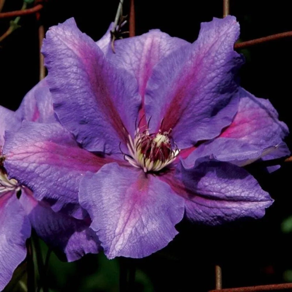 25 Danielle Clematis Climbing Plumeria Bloom Perennial Seeds | www.seedsplantworld.com