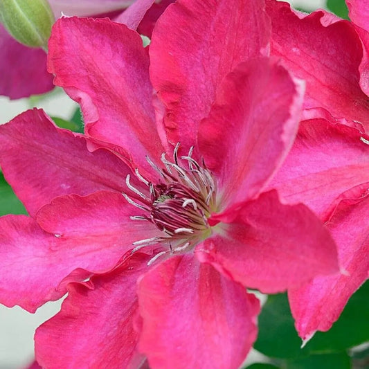 25 Deep Pink Clematis Climbing Plumeria Bloom Perennial Seeds | www.seedsplantworld.com