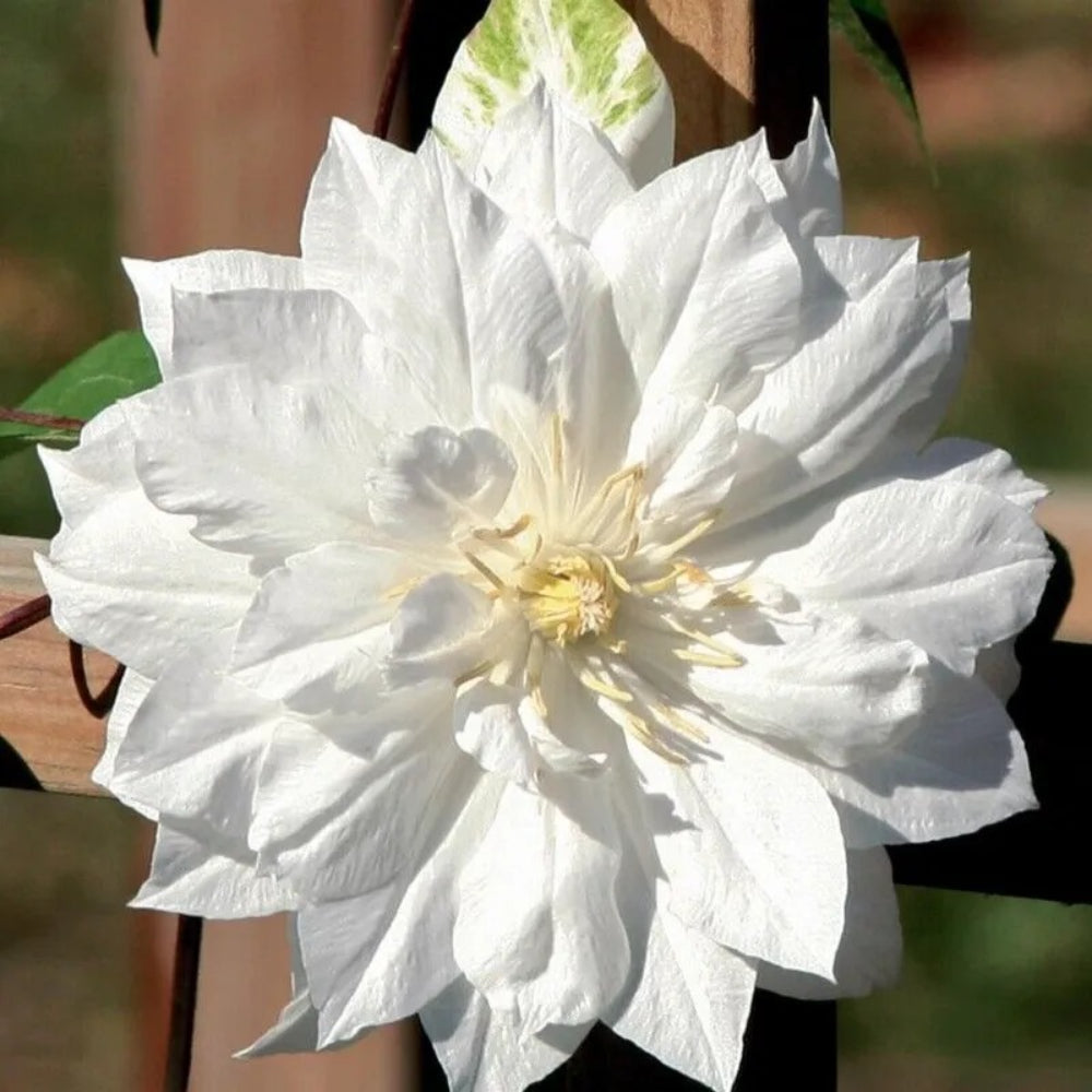 25 Double White Clematis Climbing Plumeria Bloom Perennial Seeds | www.seedsplantworld.com