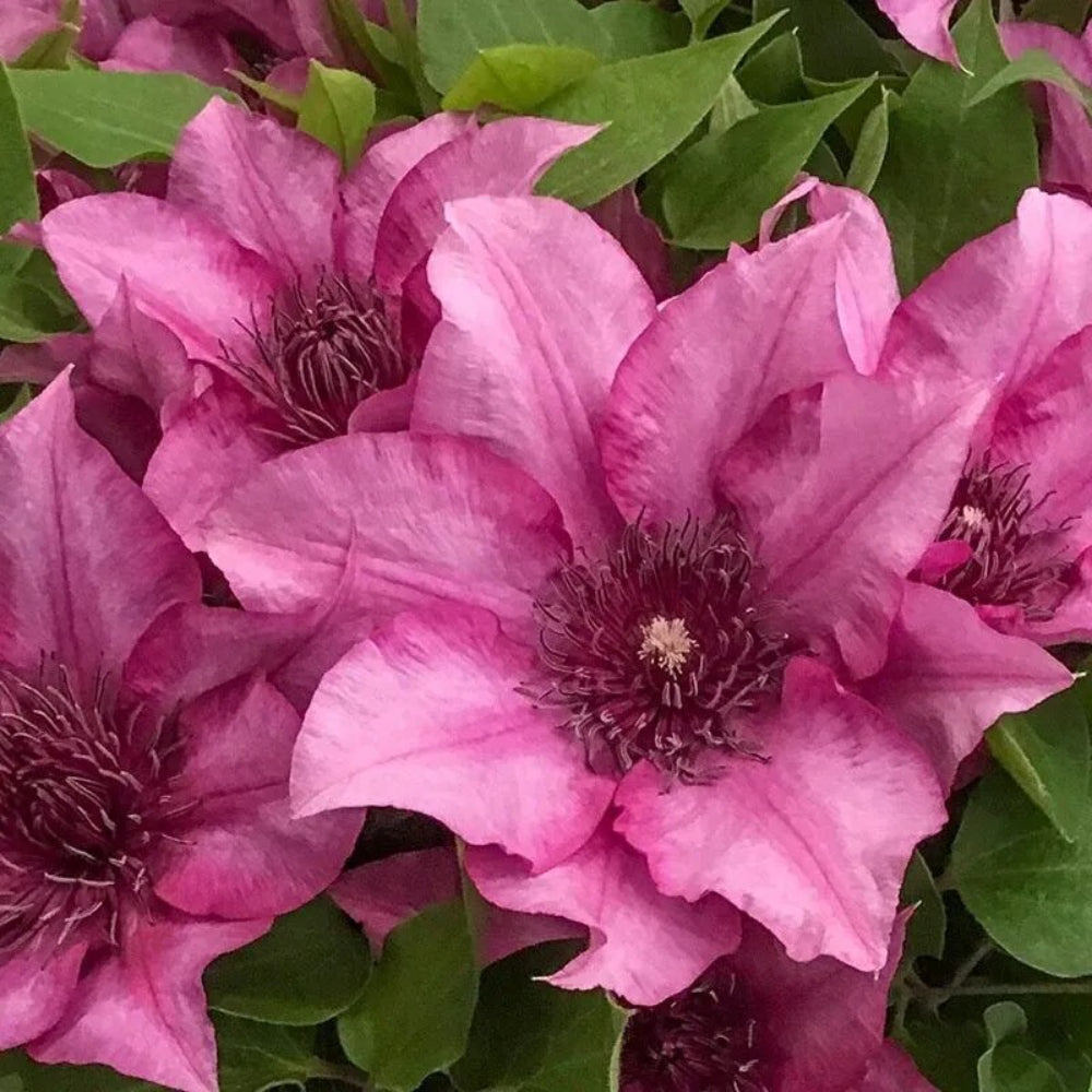 25 Elodie Clematis Climbing Plumeria Bloom Perennial Seeds | www.seedsplantworld.com