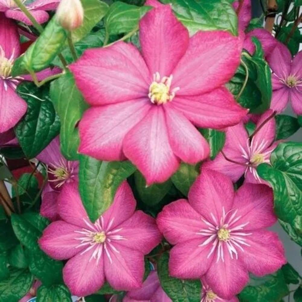 25 Flamingo Clematis Climbing Plumeria Bloom Perennial Seeds | www.seedsplantworld.com