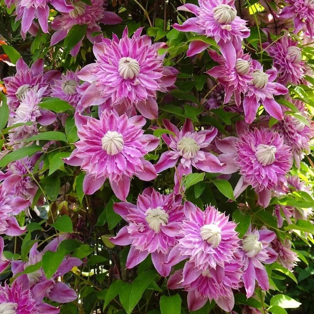 25 French Pink Clematis Climbing Plumeria Bloom Perennial Seeds | www.seedsplantworld.com