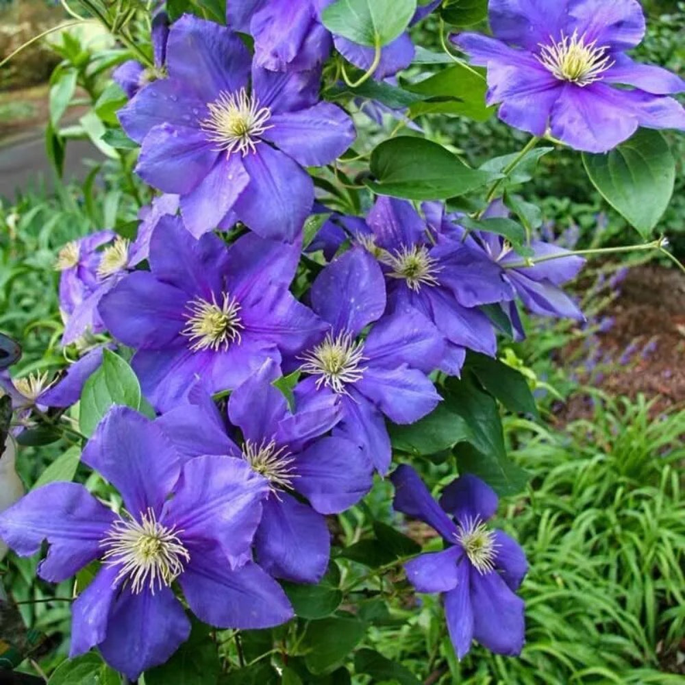 25 General Sikorsk Clematis Climbing Plumeria Bloom Perennial Seeds | www.seedsplantworld.com