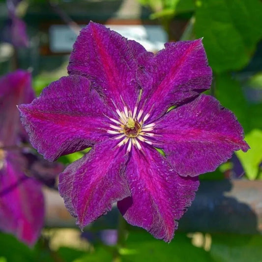 25 Grunwald Clematis Climbing Plumeria Bloom Perennial Seeds | www.seedsplantworld.com