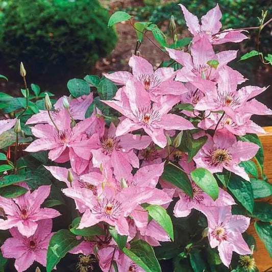 25 Hagley Clematis Climbing Plumeria Bloom Perennial Seeds | www.seedsplantworld.com