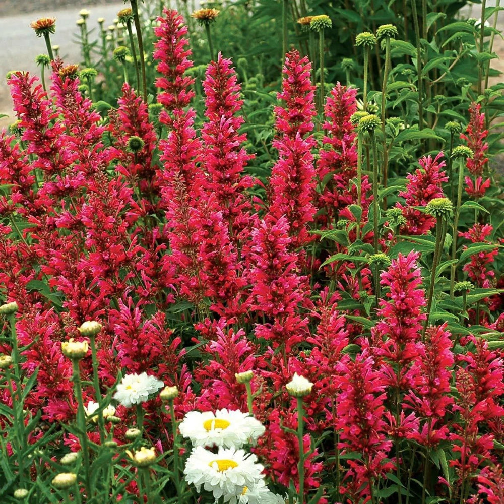 100 Raspberry Hyssop Agastache Flower Flowers Perennial Seeds | www.seedsplantworld.com