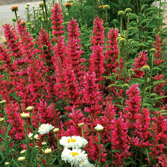 100 Raspberry Hyssop Agastache Flower Flowers Perennial Seeds | www.seedsplantworld.com