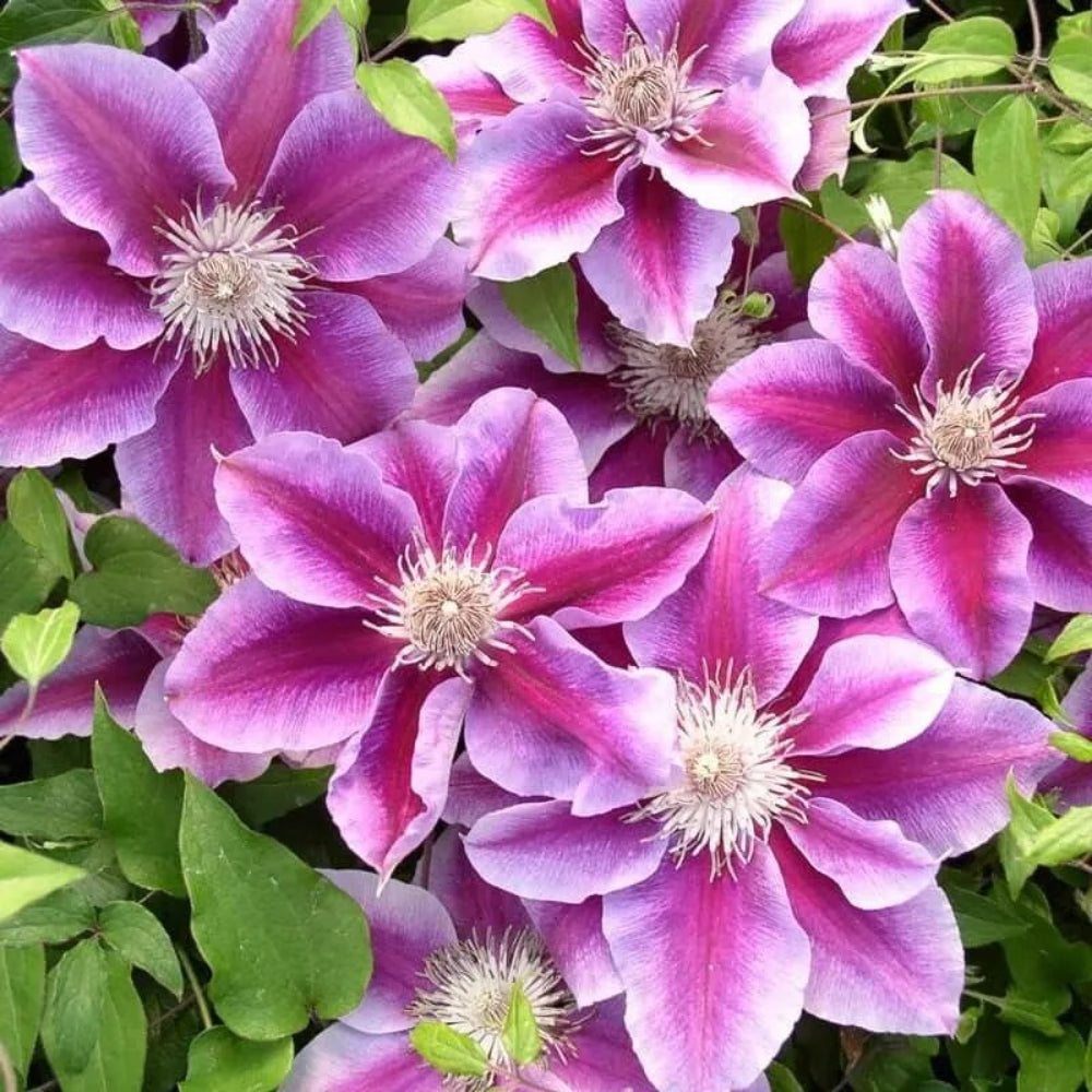 25 Kikiian Clematis Climbing Plumeria Bloom Perennial Seeds | www.seedsplantworld.com