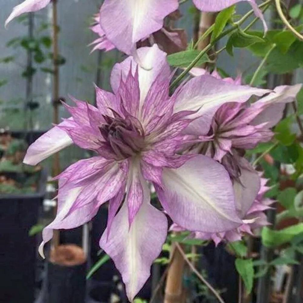 25 Lady Kyoko Clematis Climbing Plumeria Bloom Perennial Seeds | www.seedsplantworld.com