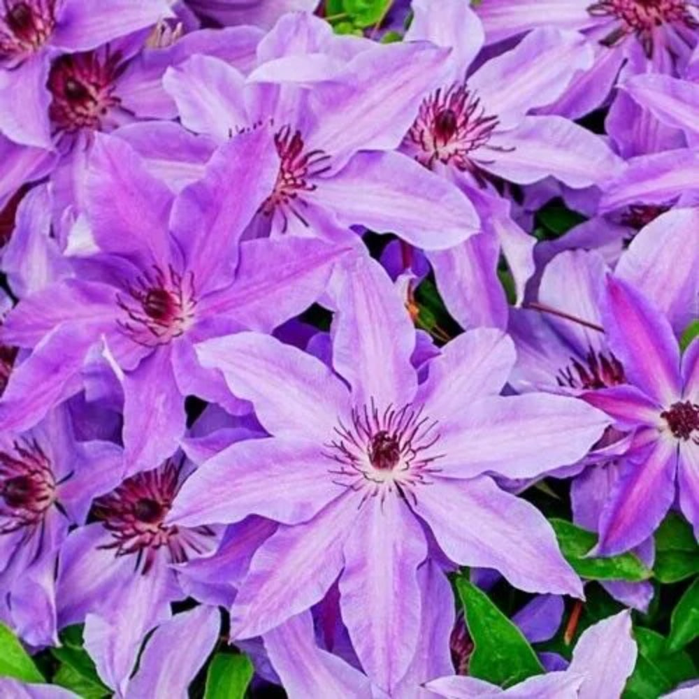 25 Lilac Clematis Climbing Plumeria Bloom Perennial Seeds | www.seedsplantworld.com